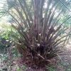F Kourouma, Plantation de palmier 2